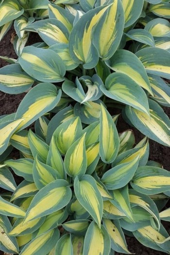Хоста Катерина|Hosta ’Catherine’|Хоста Катерина